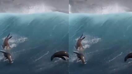 Morské levy hrajúce sa s obrovskými vlnami!