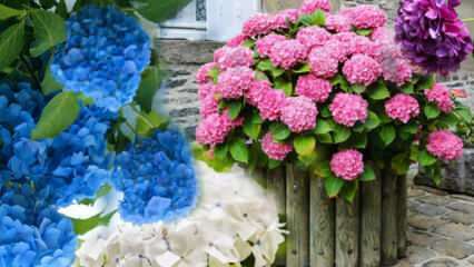 Ako sa starať o kvet hortenzie doma? Metódy rozmnožovania kvetov hortenzie 
