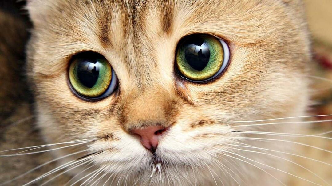 Čo robia fúzy mačiek?