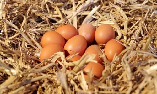 Ako rozumieť ekologickým vajciam?