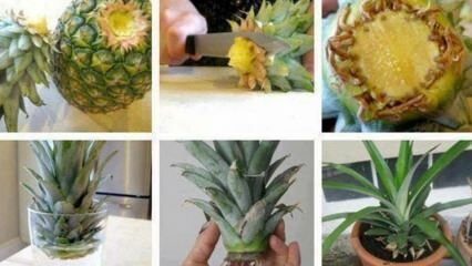 Ako pestovať ananás doma?