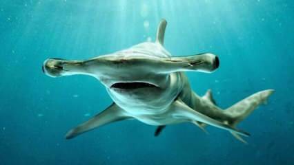  Desivé obrázky! Žralok kladivoun pri pobreží Floridy.
