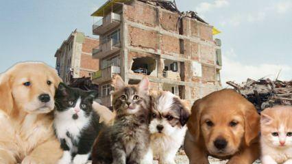 Čo by mali tí, ktorí majú domáce zvieratá, robiť pred a po zemetrasení? Tí, ktorí majú v čase zemetrasenia domáceho maznáčika