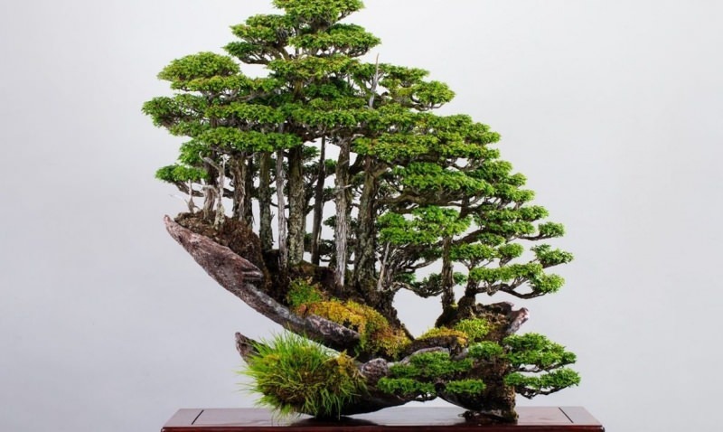 vlastnosti stromu bonsai