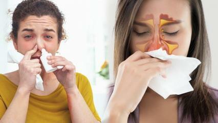 Čo je dobré na upchatý nos? Riešenie upchatého nosa bez liekov!