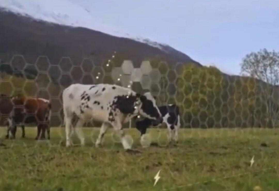 Virtuálny plot sa začal testovať na zvieratách