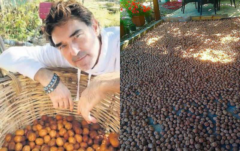 Burak Hakkı začal so zberom vlašských orechov na svojej farme!