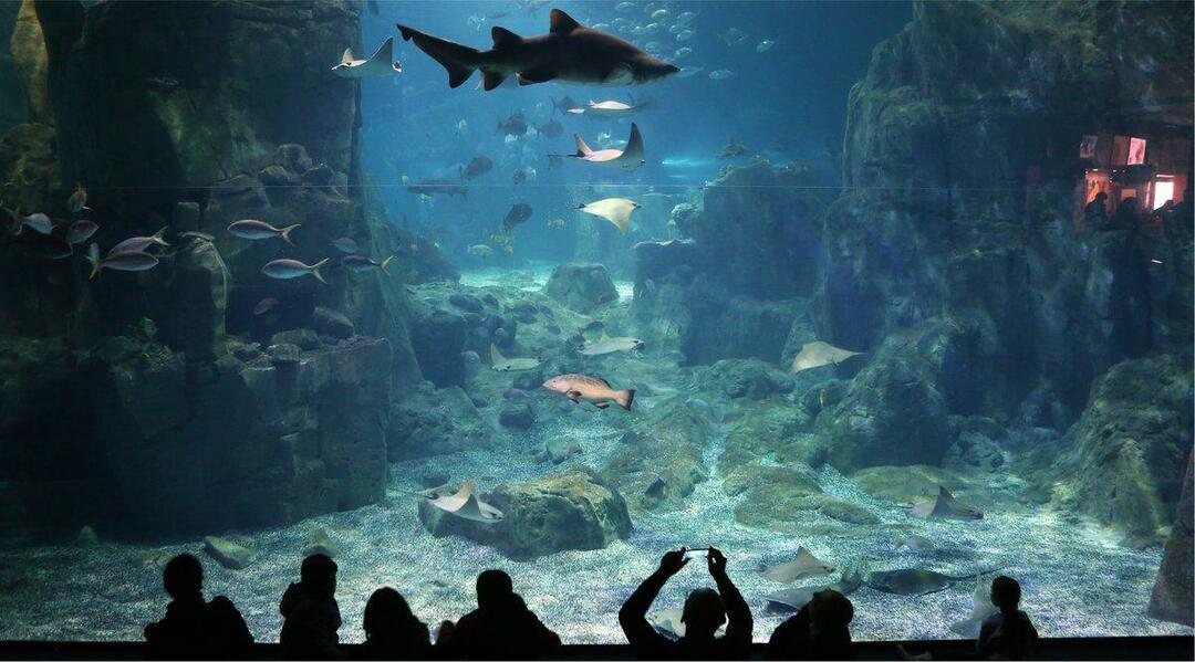 Istanbulské akvárium