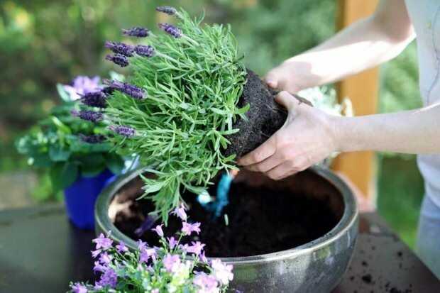 Ako sa starať o kvety levandule, rozmnožovanie a pestovanie doma