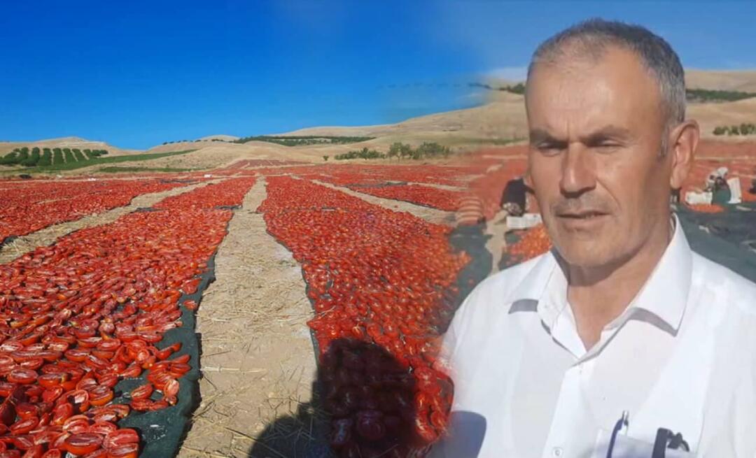 V Malatyi sa začal zber paradajok na sušenie!