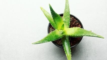 Ako sa stará o Aloe vera? Aloe vera sa stará v zime