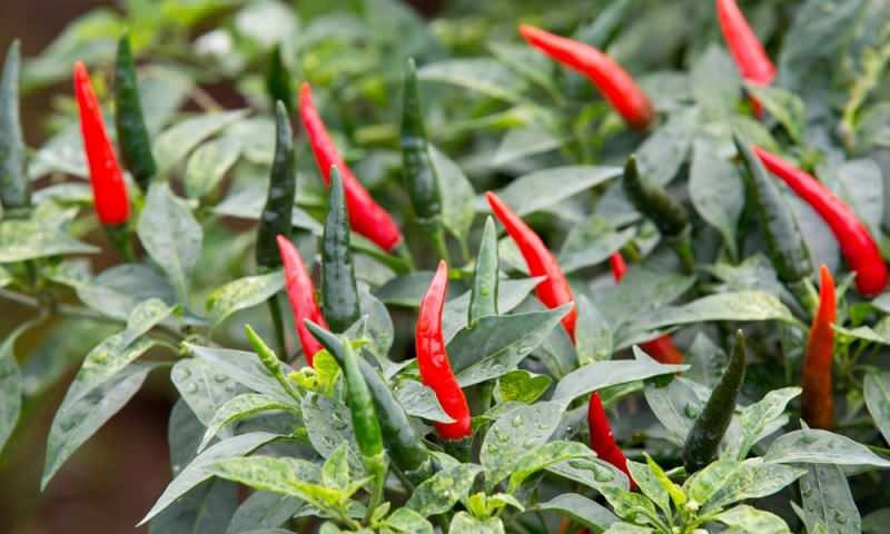 Ako pestovať zelenú papriku v kvetináčoch? Aké sú triky pestovania papriky doma?