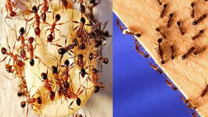 Ako zničiť mravce v dome? Čo robiť, ako sa zbaviť mravcov, najefektívnejšia metóda
