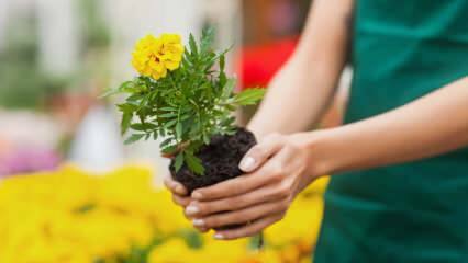 Dôvody pestovania rastlín doma? Je škodlivé pestovať kvety doma?