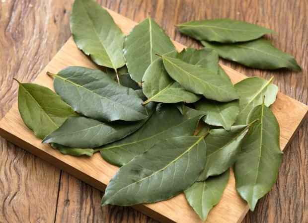 čaj z bobkového listu odstraňuje všetky zápaly v tele močom