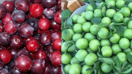 Aké sú výhody zelenej a červenej čerešňovej slivky? Čo robí šťava z červenej cherry sliviek?
