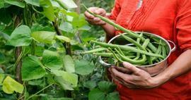 Ako sa pestujú zelené fazuľky? Spôsoby pestovania fazule v pôde a bavlne