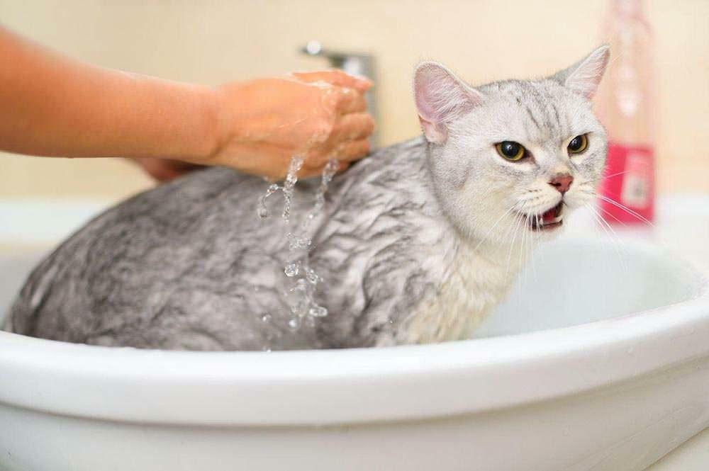 Ako umývať mačku