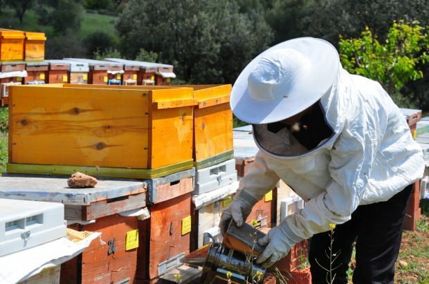 Výhody včelieho jedu