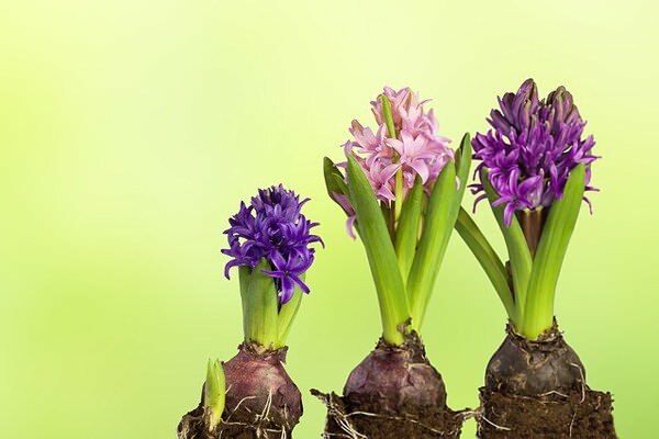 Hyacintová starostlivosť o kvetiny