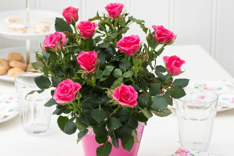 Ako pestovať ruže v kvetináčoch? Tipy na pestovanie ruží doma ...