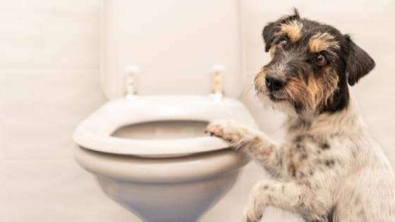 Ako vyrobiť toaletné návyky psov
