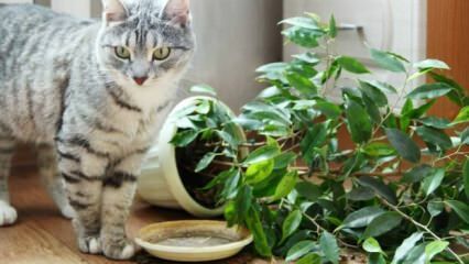 Ako sú mačky držané mimo rastlín?