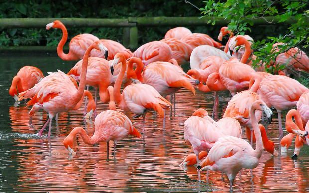 Kde je Flamingo Village? Ako ísť? Koľko stojí raňajková cena?
