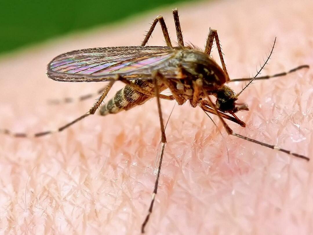 Prečo komáre štípu niektorých ľudí viac?