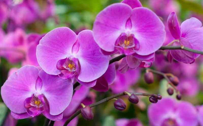 starostlivosť o orchidey