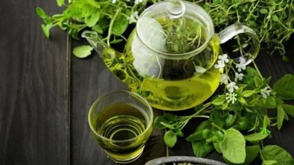 Výhody zeleného čaju! Rýchle a zdravé chudnutie so stravou na báze zeleného čaju