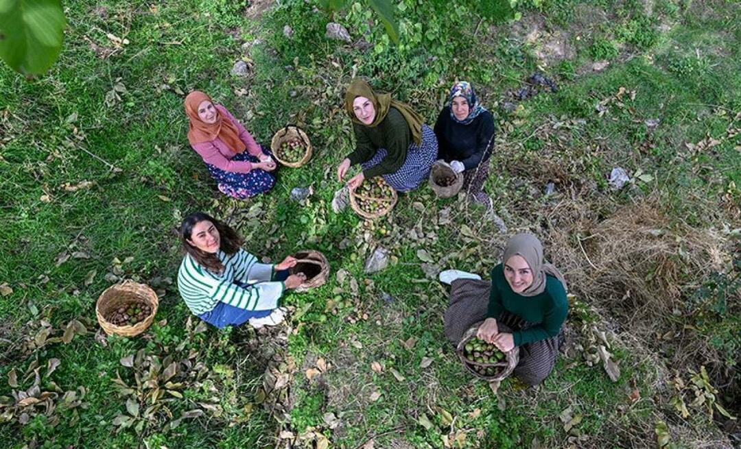 Ženy z Van distribuujú vlašské orechy do Turecka pod značkou 