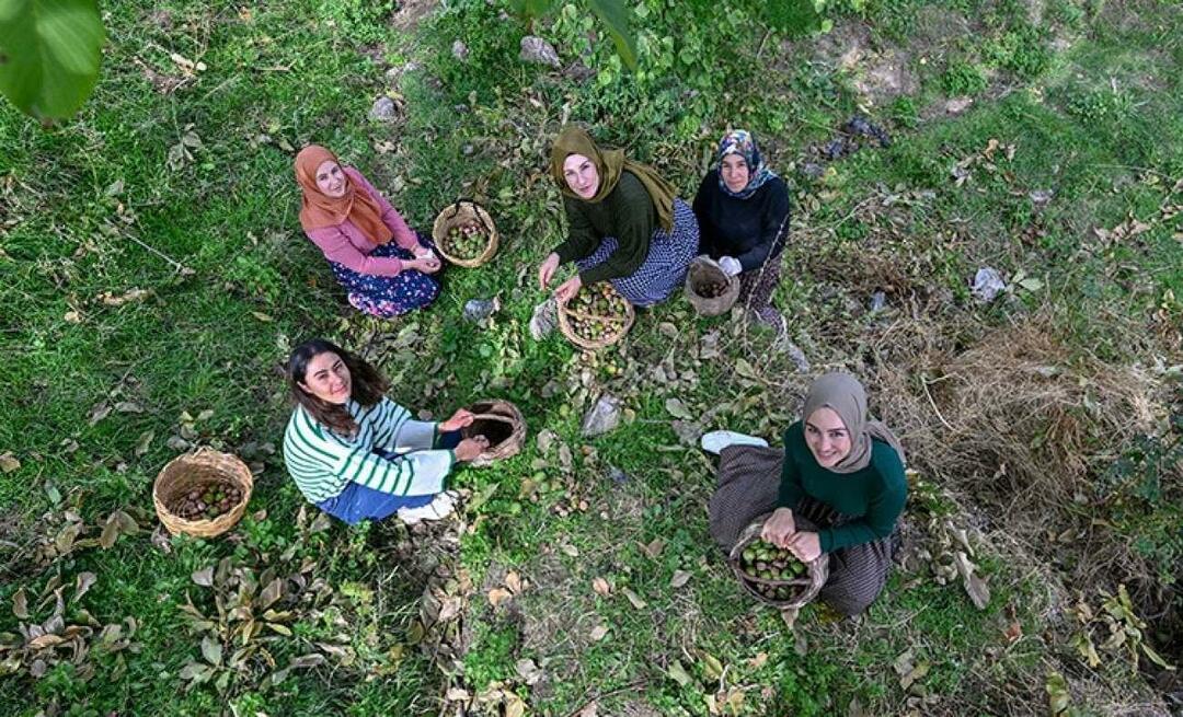 Ženy z Van distribuujú vlašské orechy do Turecka pod značkou "Ahtamara"