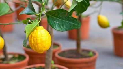 Ako pestovať citróny v kvetináčoch doma? Tipy na pestovanie a udržiavanie citrónov