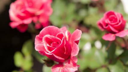 Ako pestovať ruže v kvetináčoch? Tipy na pestovanie ruží doma ...