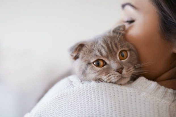 Ako zabrániť stresu mačiek? 