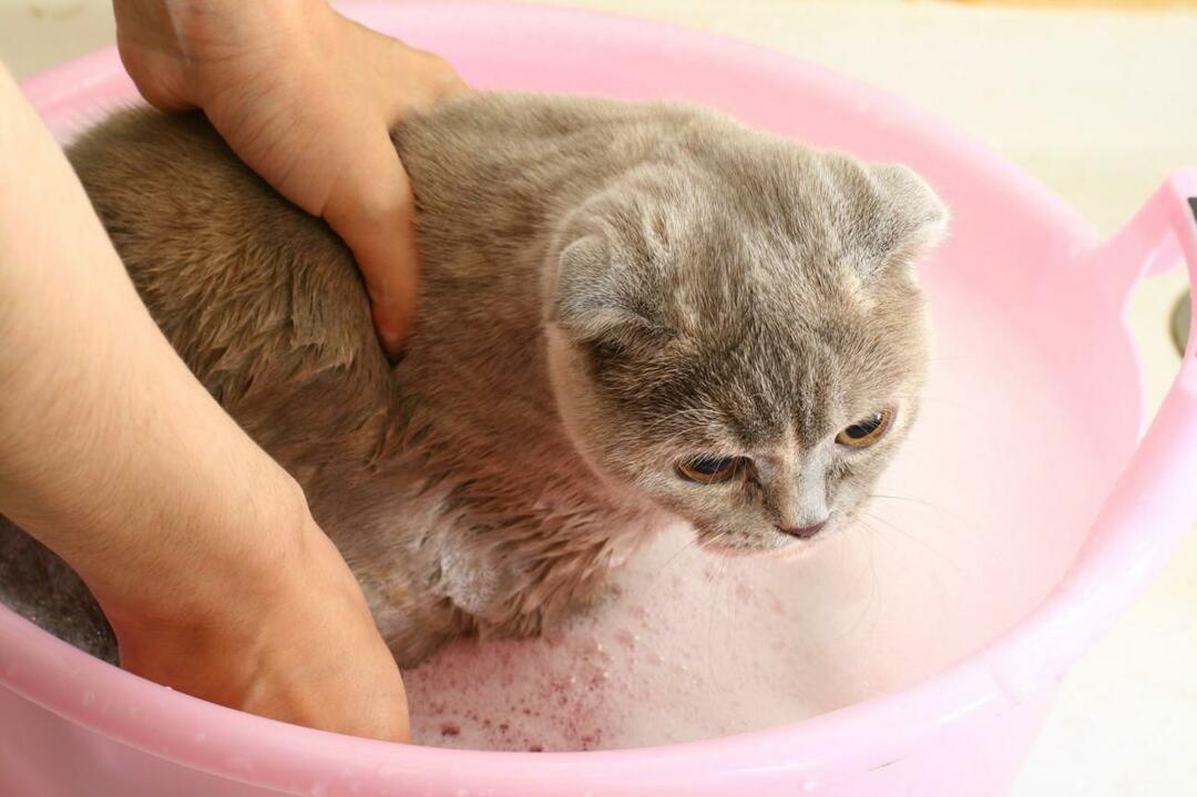 ako umývať mačky