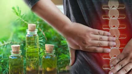 Dobré pre bolesť svalov a kostí: Aké sú výhody oleja z čajovníkového oleja? Kde použiť?