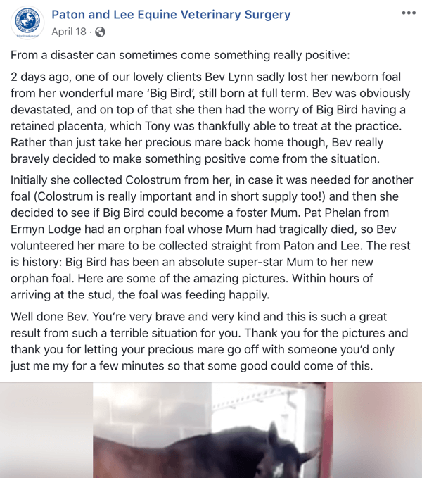 Príklad príspevku na Facebooku s príbehom od Patona a Lee Equine Veterinary Surger.