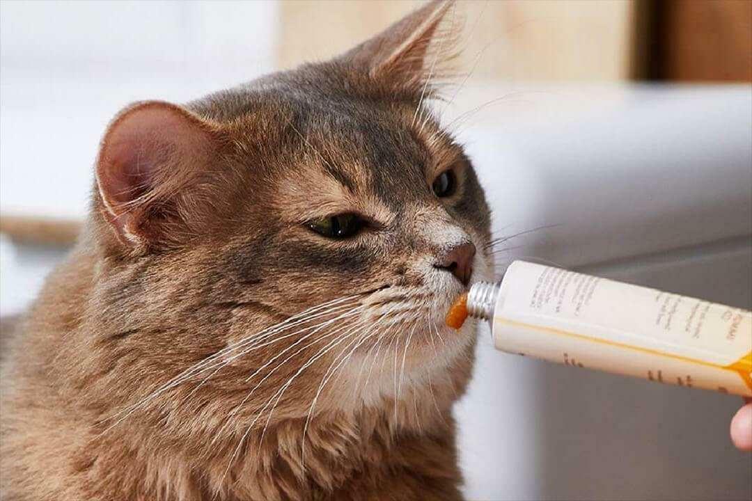 Spôsoby kŕmenia mačacou pastou