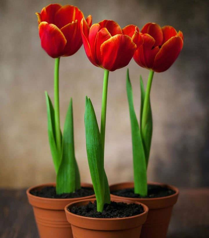 Výsadba žiaroviek tulipánov