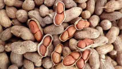 Aké sú výhody arašidov? Ak skonzumujete hrsť arašidov denne... 