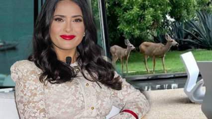Hollywoodska hviezda Salma Hayek zdieľala jeleňa vo svojej záhrade na sociálnej sieti!