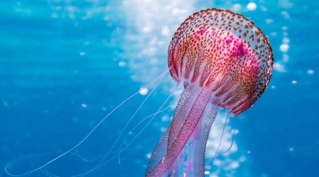 Čo by sa malo robiť so žihľavkami medúzy? Čo by ste mali vedieť o medúze ...