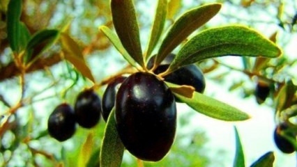 Ako sa starať o olivovník doma? 