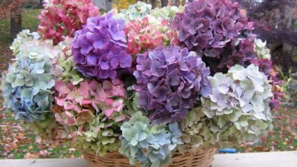 Ako zafarbiť kvety hortenzie?