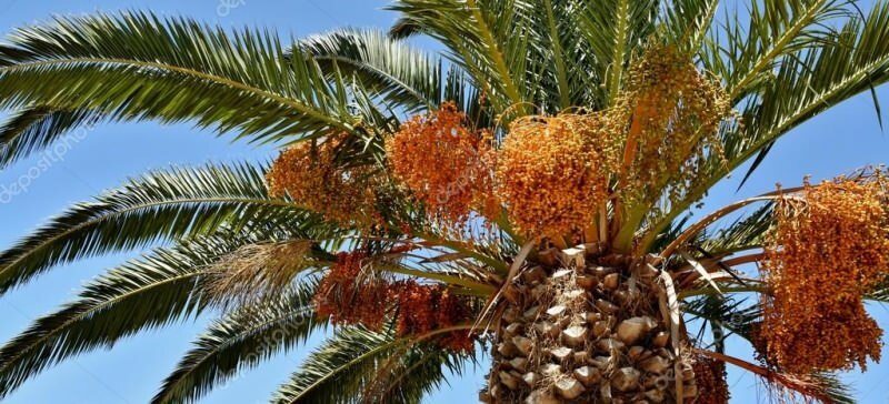 Čo je to palma? Aké sú vlastnosti palmy, ako ju pestovať