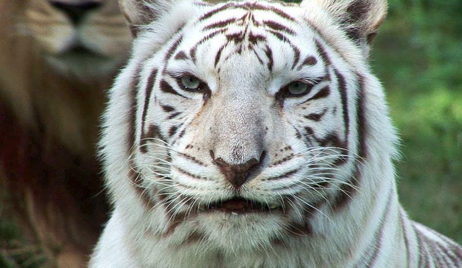 Biely tigr v zoo rozširuje nebezpečenstvo