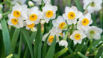 Aký význam má kvet narcisu, aké sú jeho vlastnosti a výhody? Ako množiť kvet narcisu