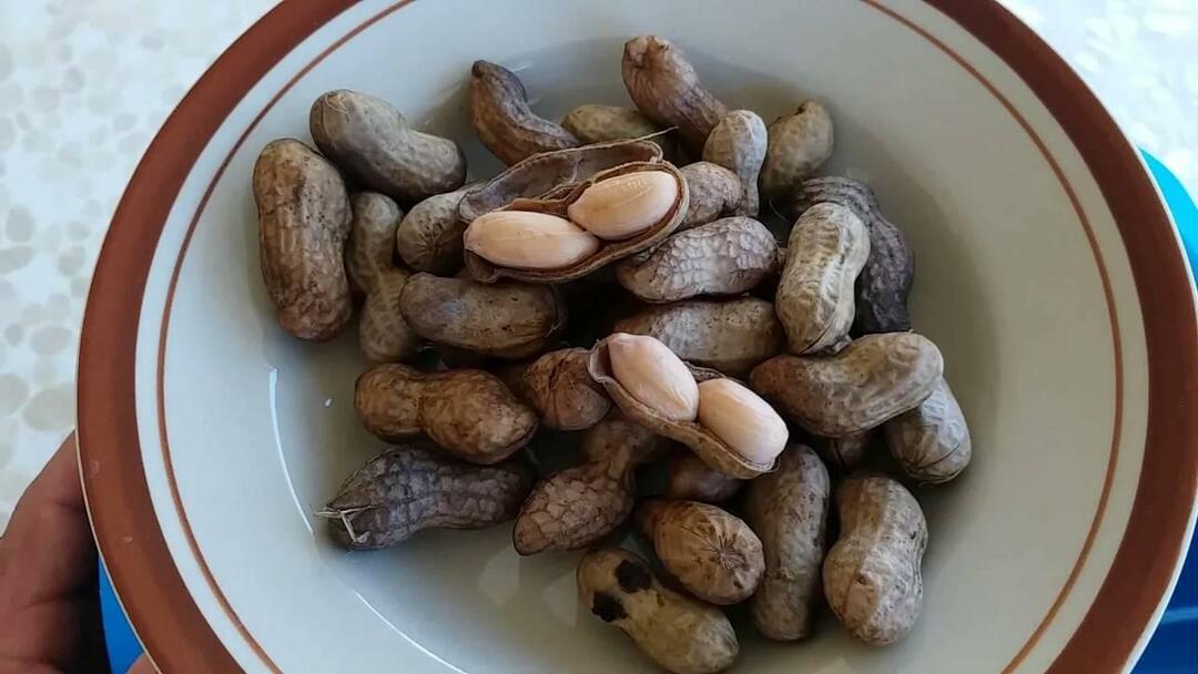 Varené arašidy 